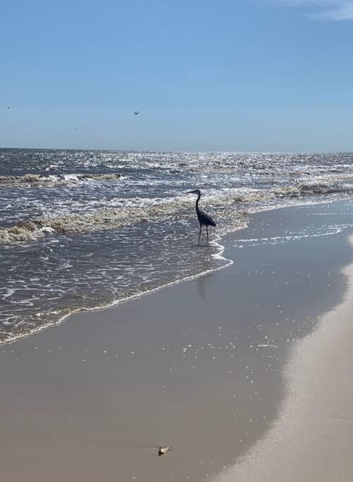 Pet Friendly Tranquil Cottage With Fire-Pit And Seasonal Hot Tub Sept-March Minutes To Beaches Dauphin Island Exterior foto